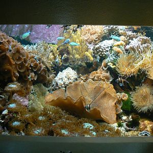 Reef Aquarium - 27 June 2018