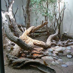 Bearded Dragon Enclosure - 27 June 2018