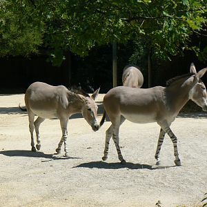 Somali Wild Ass - 27 June 2018