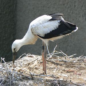 (Wild) White Stork chick - 27 June 2018