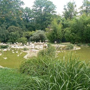 Greater Flamingo enclosure - 27 June 2018