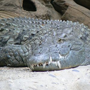 Nile Crocodile - 27 June 2018