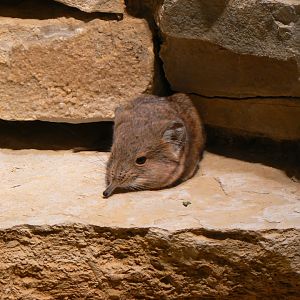 Short-eared Elephant-shrew - 27 June 2018