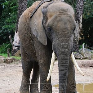 African Bush Elephant at La Flèche, 11/06/18