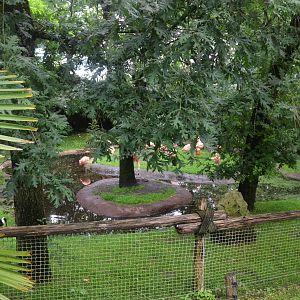 Chilean Flamingo/Straw-necked Ibis Enclosure at La Flèche, 11/06/18