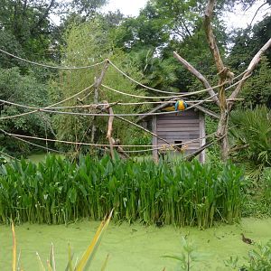 Blue-and-Yellow Macaw Enclosure at La Flèche, 11/06/18