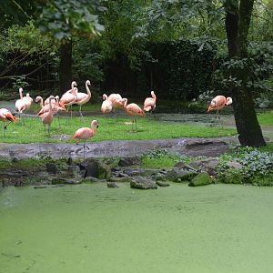 Chilean Flamingo/Straw-necked Ibis Enclosure at La Flèche, 11/06/18