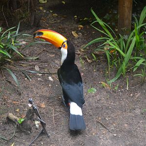 Toco Toucan at La Flèche, 11/06/18