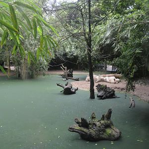 White Lion Enclosure at La Flèche, 11/06/18