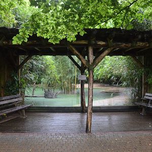 White Lion Enclosure at La Flèche, 11/06/18