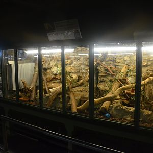 Golden Spiny Mouse Enclosure at La Flèche, 11/06/18