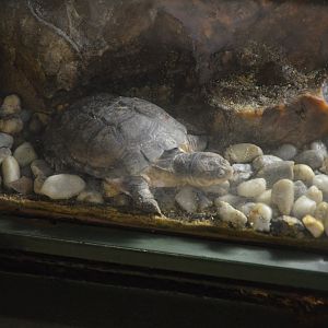 African Helmeted Turtle at La Flèche, 11/06/18