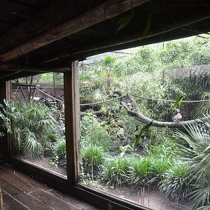 Saki and Mixed Birds Enclosure at La Flèche, 11/06/18