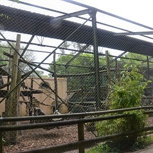 Mandrill Enclosure at La Flèche, 11/06/18