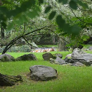 Sumatran Tiger Enclosure at La Flèche, 11/06/18