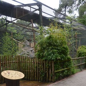 Guereza Enclosure at La Flèche, 11/06/18