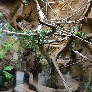 Linne's Two-toed Sloth Enclosure at La Flèche, 11/06/18