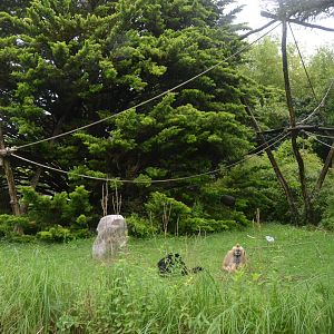 Northern White-cheeked Gibbon Enclosure at La Flèche, 11/06/18