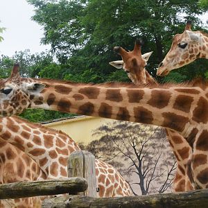 Kordofan Giraffes at La Flèche, 11/06/18