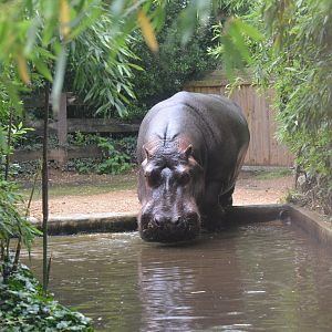 Common Hippopotamus at La Flèche, 11/06/18