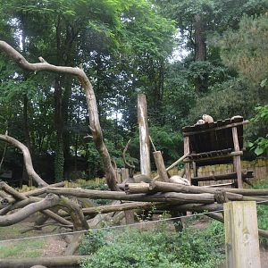 Ring-tailed Coati Enclosure at La Flèche, 11/06/18