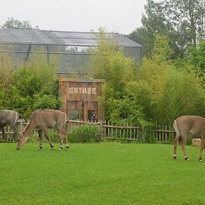 Nilgai with Rainbow Lorikeet Aviary at La Flèche, 11/06/18