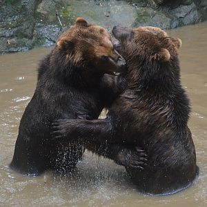 Kamchatkan Bears at La Flèche, 11/06/18