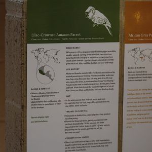 Lilac-Crowned Amazon Signage