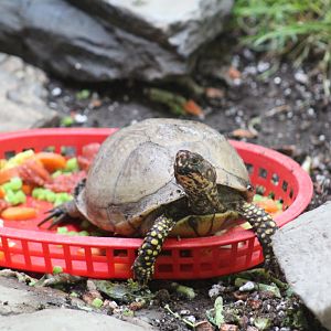 Three-Toed Box Turtle