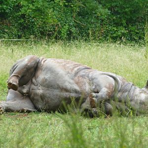 Female black rhino, July 2018