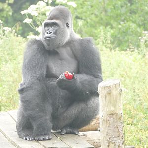 Male lowland gorilla, July 2018