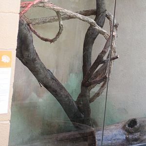 Ball Python Enclosure