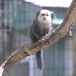 Common Marmoset