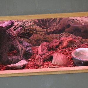 Leopard Gecko Terrarium