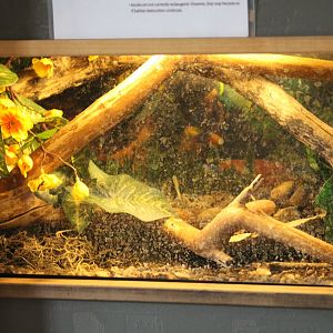 Green Anole Terrarium