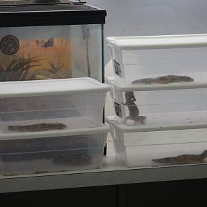 Common Leopard Geckos