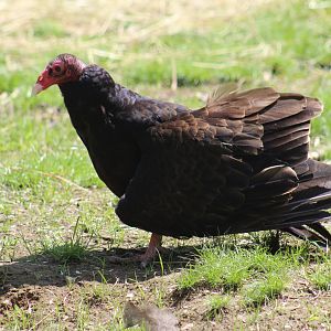 Turkey Vulture