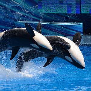 Killer whale (Orcinus orca)