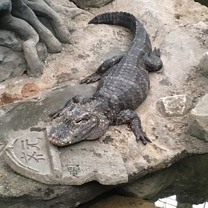 Chinese Alligator | Cincinnati Zoo