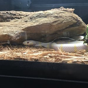 California Kingsnake | Cincinnati Zoo