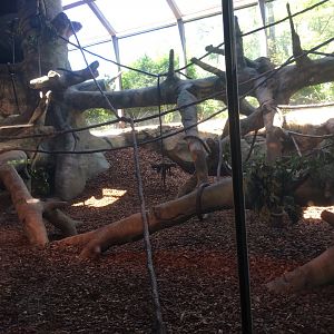 Superb Indoor Gorilla Exhibit | Cincinnati Zoo