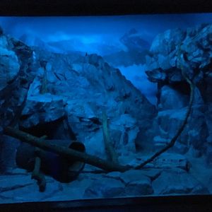 Pallas' Cat Exhibit | Cincinnati Zoo