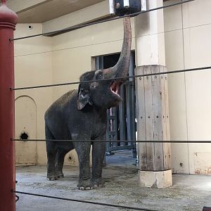 Feeding Asian Elephant | Cincinnati Zoo