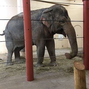 Asian Elephant | Cincinnati Zoo