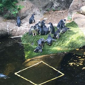 Little Penguin Colony | Cincinnati Zoo