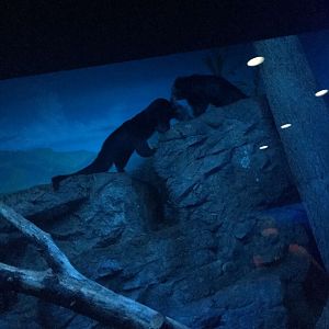 ACTIVE Binturongs | Cincinnati Zoo