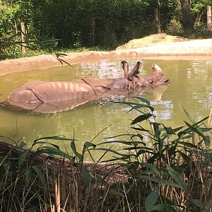Indian Rhino Chillin' | Cincinnati Zoo