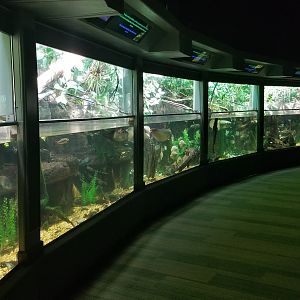 Mar. 2018 - Unseen New World - South America Tanks