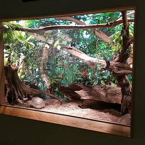 Mar. 2018 - Unseen New World - Red-footed Tortoise + Black-and-White Tegu Exhibit