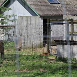 Reeves's Muntjac Enclosure